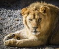 Portrait of South African lion Panthera leo krugeri relaxing in a meadow at ZOO Royalty Free Stock Photo