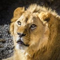 Portrait of South African lion Panthera leo krugeri relaxing in a meadow at ZOO Royalty Free Stock Photo