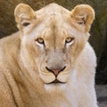 Portrait of South African lion Panthera leo krugeri relaxing in a meadow at ZOO Royalty Free Stock Photo