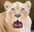 Portrait of South African lion Panthera leo krugeri relaxing in a meadow at ZOO Royalty Free Stock Photo