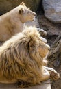 Portrait of South African lion Panthera leo krugeri relaxing in a meadow at ZOO Royalty Free Stock Photo