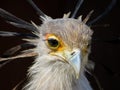 Secretary Bird Portrait Royalty Free Stock Photo