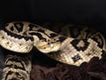 Portrait of a South American Bushmaster, Lachesis muta, South America`s most venomous snake