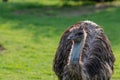 Portrait of a South American ostrich Nandu Royalty Free Stock Photo