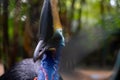 The portrait of the southern cassowary also known as double-wattled cassowary is a large flightless black bird. It is a ratite and