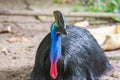 Portrait of southern cassowary Royalty Free Stock Photo