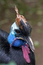 Portrait of a Southern cassowary Royalty Free Stock Photo