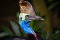 Portrait of Southern cassowary Royalty Free Stock Photo