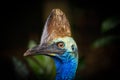 Portrait of Southern cassowary Royalty Free Stock Photo
