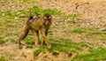 Portrait of a southern pig tailed macaque walking, vulnerable primate specie from Asia Royalty Free Stock Photo