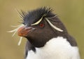 Portrait of a Southern rockhopper penguin against clear background