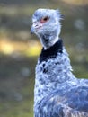 Portrait of a Southern screamer, Chauna cristata, with a black collar around his neck Royalty Free Stock Photo