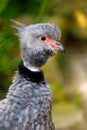 Portrait of Southern screamer, Chauna torquata wildbird