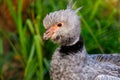 Portrait of Southern screamer, Chauna torquata wildbird Royalty Free Stock Photo