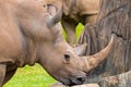 Portrait of Southern white rhino