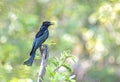 Portrait of spangled Drongo (Dicrurus bracteatus) perching on tree in an Indian forest. Royalty Free Stock Photo