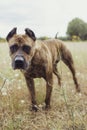 Portrait of spanish alano dog posing in the field. prey dog. selective focus Royalty Free Stock Photo
