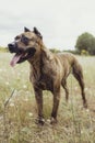 Portrait of spanish alano dog posing in the field. prey dog. selective focus Royalty Free Stock Photo