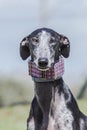 Portrait of Spanish galgo (Spanish sighthound) with blurred background