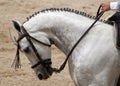 Portrait of a spanish horse in Doma Vaquera competition in Jerez Royalty Free Stock Photo