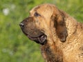 Portrait Spanish Mastiff head purebred dog adult tabby brown color