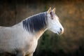 Portrait of a Spanish purebred dapple horse Royalty Free Stock Photo