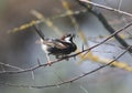 Portrait of a Spanish sparrow or willow sparrow male