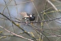 Portrait of a Spanish sparrow or willow sparrow male