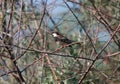 Portrait of a Spanish sparrow or willow sparrow male