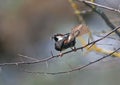 Portrait of a Spanish sparrow or willow sparrow male