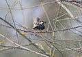 Portrait of a Spanish sparrow or willow sparrow male