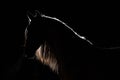 Portrait of the Spanish stallion with the dismissed mane. Silhouette light contour. Illumination behind. black isolated backgr