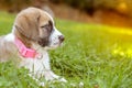 Portrait of Spansh Mastiff puppy on green grass at sunset Royalty Free Stock Photo