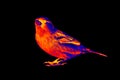 House Sparrow thermal imager