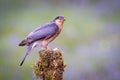 Portrait of a sparrowhawk Royalty Free Stock Photo