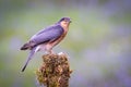 Portrait of a sparrowhawk