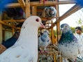 Portrait of a specific pigeon in a cage. Close image of beautiful pigeons of a different kind. Indian Fantail fancy bree