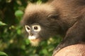 Portrait of Spectacled langur, Ang Thong National Marine Park, T