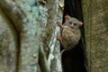 Portrait of Spectral Tarsier, Tarsius spectrum, from Tangkoko National Park, Sulawesi, Indonesia, in the large ficus tree Royalty Free Stock Photo