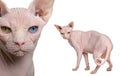 Portrait of Sphynx, 1 year old Royalty Free Stock Photo