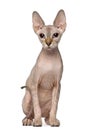 Portrait of Sphynx cat, 6 months old