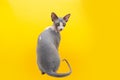 Portrait sphynx cat backwards looking at camera. Isolated on yellow background