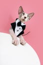 Portrait sphynx cat celebrating mother`s day, anniversary o birthday wearing a tuxedo. Isolated on pink background