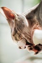 Portrait of a sphynx cat licking its paw