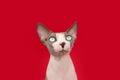 Portrait sphynx cat looking at camera. Isolated on red background