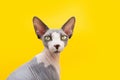 Portrait  sphynx cat looking at camera. Isolated on yellow background Royalty Free Stock Photo