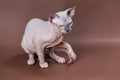 Portrait of Sphynx Cat 4 months old of blue mink and white color. Female cat on brown background