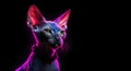 Portrait of Sphynx cat with neon lighting, on black backgroundm with copy space.