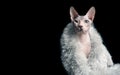 Portrait of a sphynx cat with silver stole Royalty Free Stock Photo