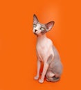 Portrait sphynx cat sitting and looking at camera. Isolated on orange background